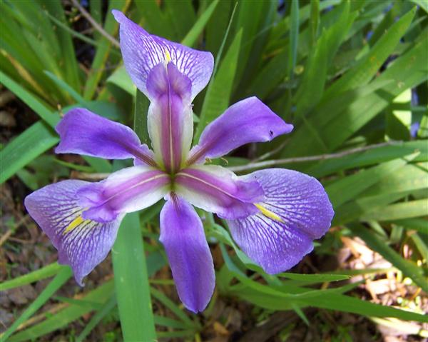 Blue Flag Iris